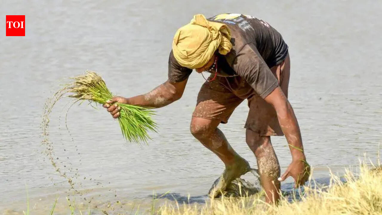 El Niño threatens to cast shadow over Punjab irrigation network, basmati sector