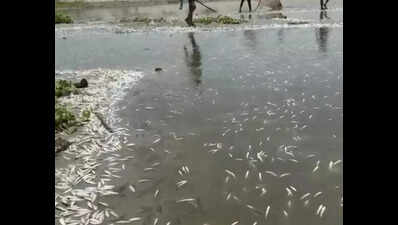 Thousands of fish found dead in Ganga