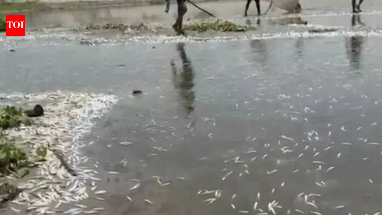 Thousands of fish found dead in Ganga | Kanpur News - The Times of India