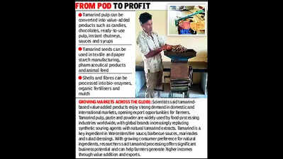 Tamarind tech opens new markets for Gujarat farmers