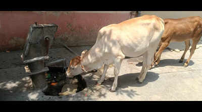 Maharashtra begins in-house goatpox vaccine production to combat lumpy skin disease