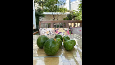 Terraces turn tropical as Pune gardeners embrace exotic fruits & herbs