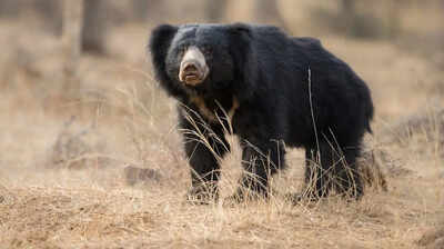 WII begins study of sloth bears in western Raj