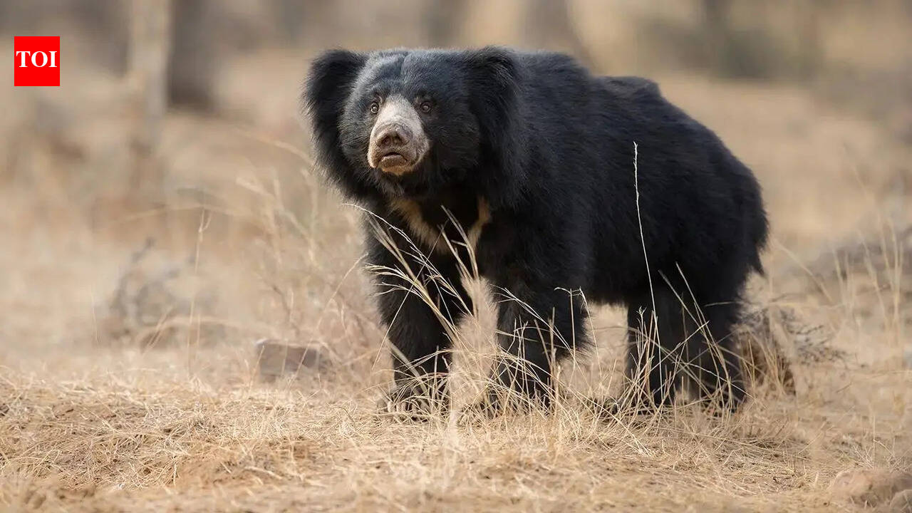 WII begins study of sloth bears in western Raj