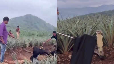 Huge king cobra rescued from pineapple plantation in Kerala’s Athirappilly; video goes viral