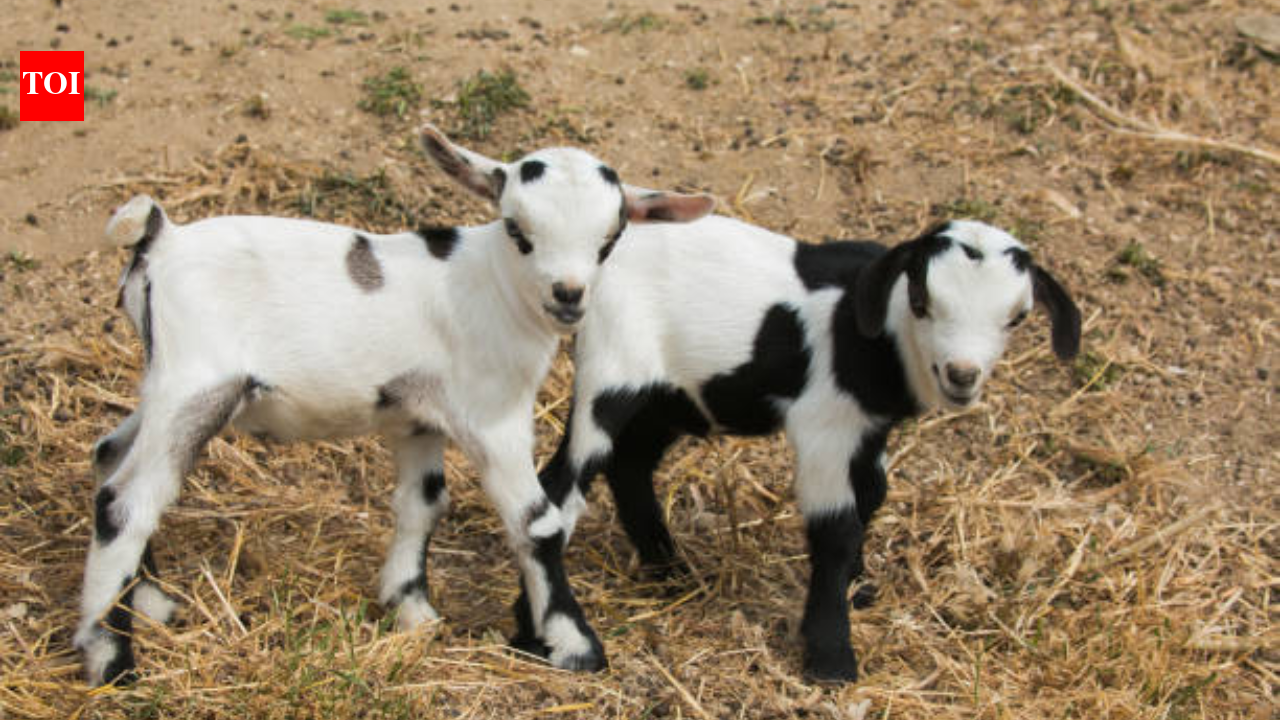 Canadian farmer fights off a cougar to save her baby goat: "I knew there was a chance that the cougar would turn on me..."