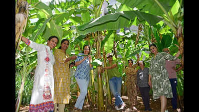 Going Bananas Over Farming