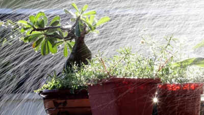 5 balcony garden mistakes to avoid during the rainy season