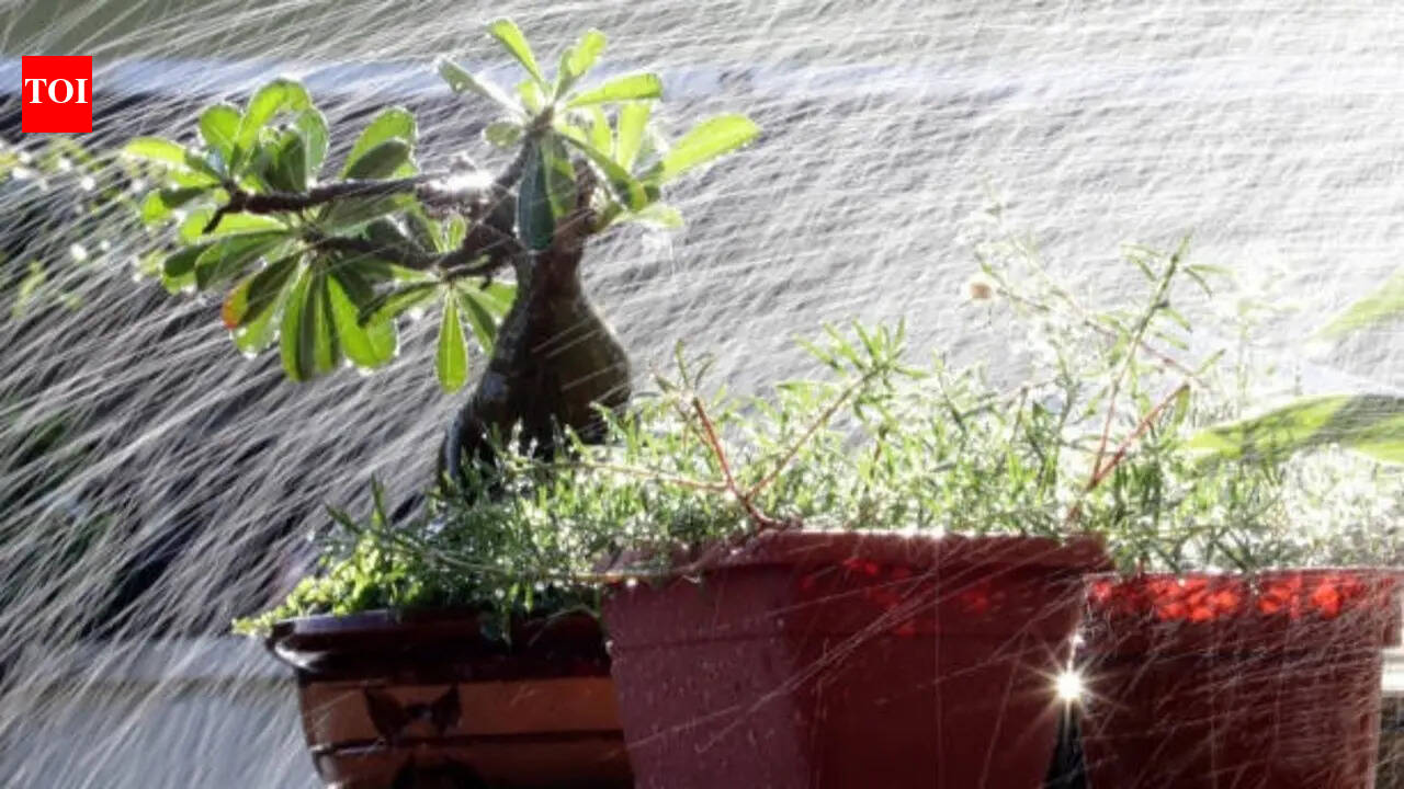 5 balcony garden mistakes to avoid during the rainy season