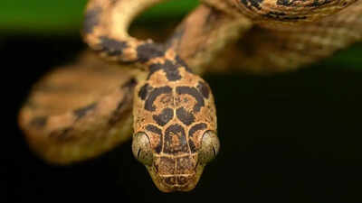  The fascinating slithering secrets of India’s biodiversity hotspot
