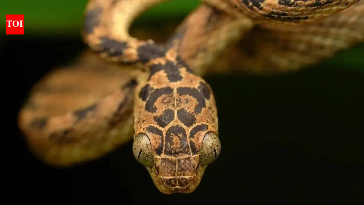 Snakes of the Western Ghats: The fascinating slithering secrets of India’s biodiversity hotspot