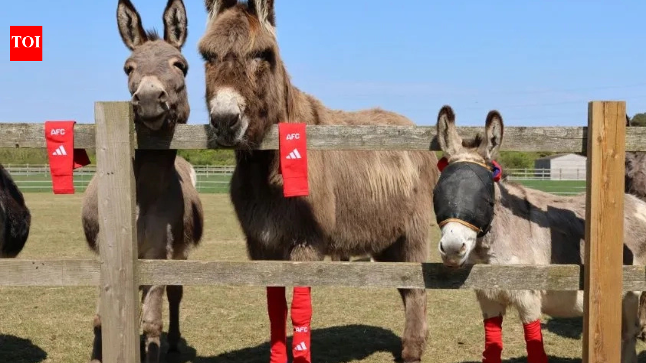 Arsenal's old socks found an unlikely new home: Rescued donkeys across Britain are wearing them for a surprising reason