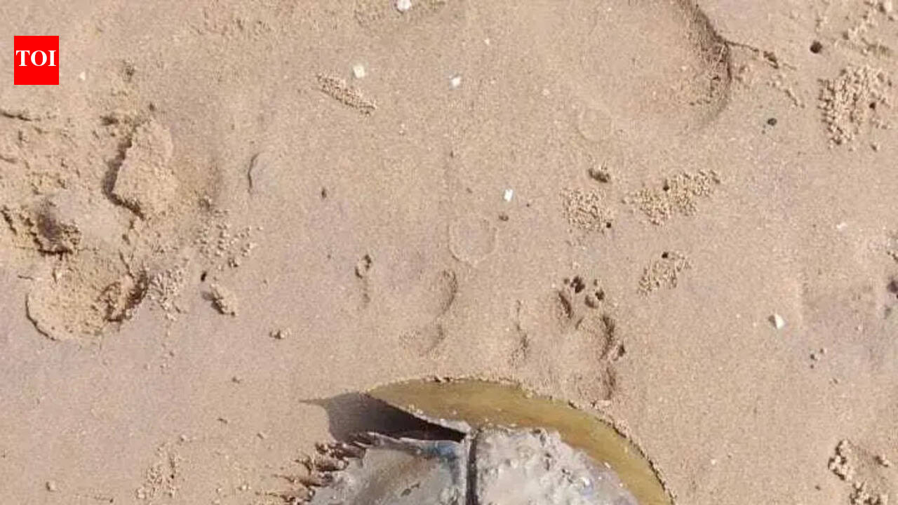 FM University gets funds for horseshoe crab research, conservation