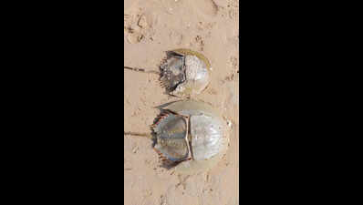 FM University gets funds for horseshoe crab research, conservation