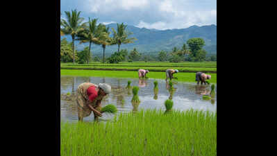 Paddy cultivation shrinks in Kodagu amid rising challenges
