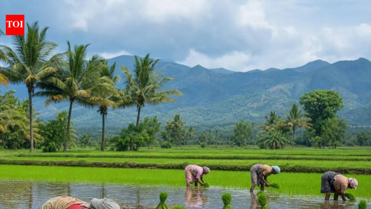 Paddy cultivation shrinks in Kodagu amid rising challenges