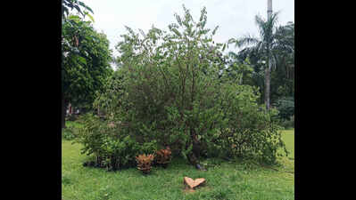 Sandalwood tree worth lakhs stolen from govt-run auditorium premises