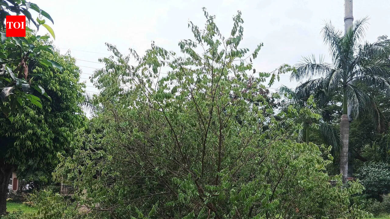 Sandalwood tree worth lakhs stolen from govt-run auditorium premises