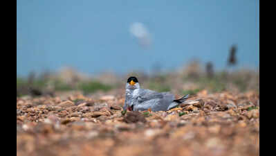 Summer nesting species double in Debrigarh