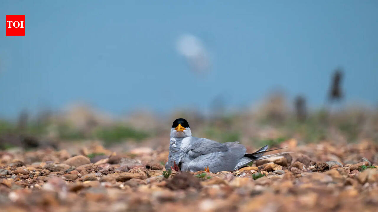 Summer nesting species double in Debrigarh