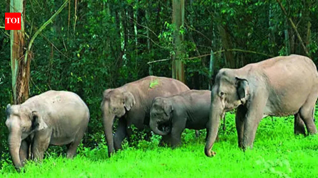 Forest dept begins 100-day action plan to reduce human-animal conflict