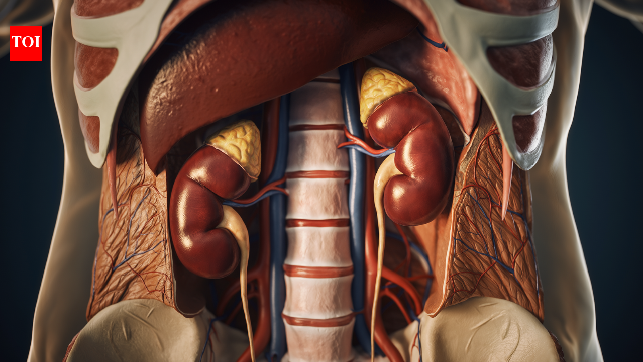 Kidney stones, infections and more: Nephrologist explains what dehydration does to your kidneys and why it matters