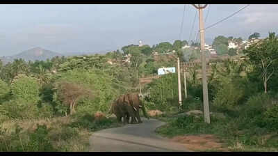 Wild elephant attacks man in Krishnagiri, locals block road in protest