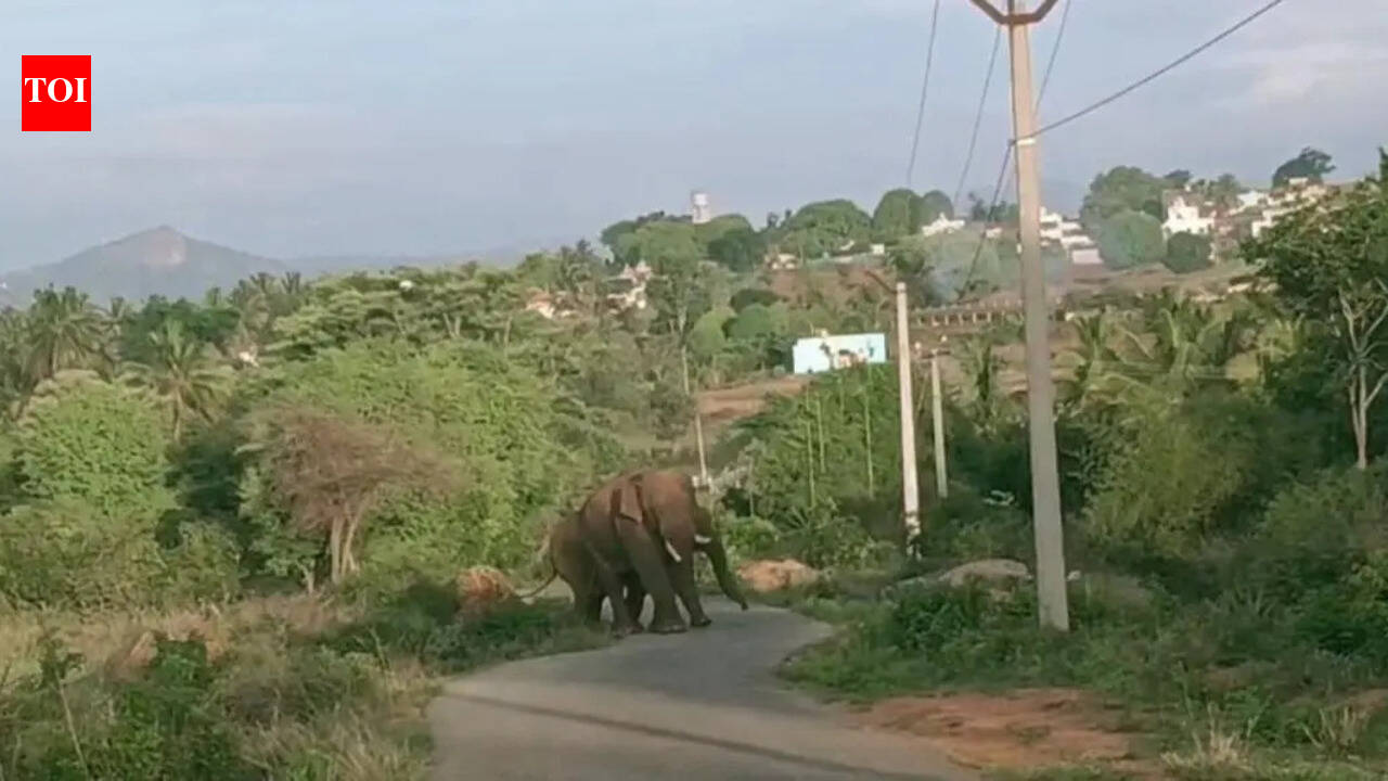 Wild elephant attacks man in Krishnagiri, locals block road in protest