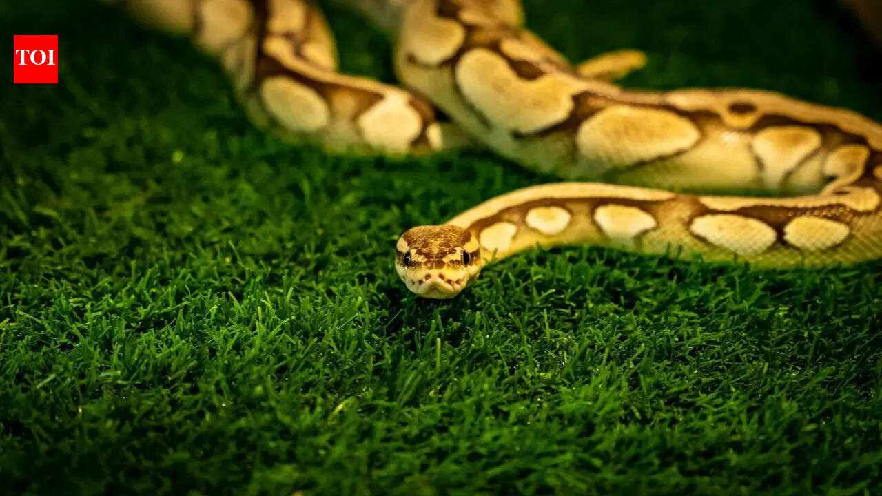 Giant python found dead after swallowing a porcupine in South Africa