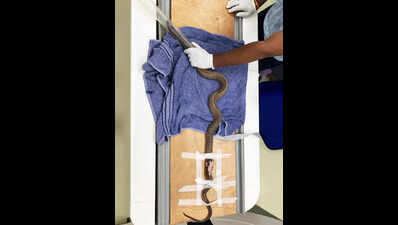 Injured Cobra Undergoes Rare CT Scan in Mumbai