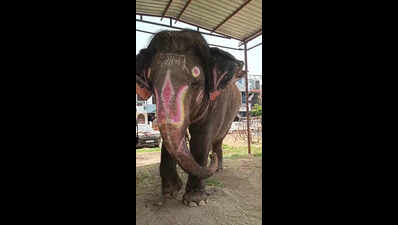 Ailing Shyamu may miss Mahakal processions this year