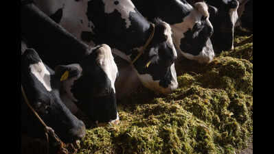 Punjab’s unripe maize finds a second life in dairy farms