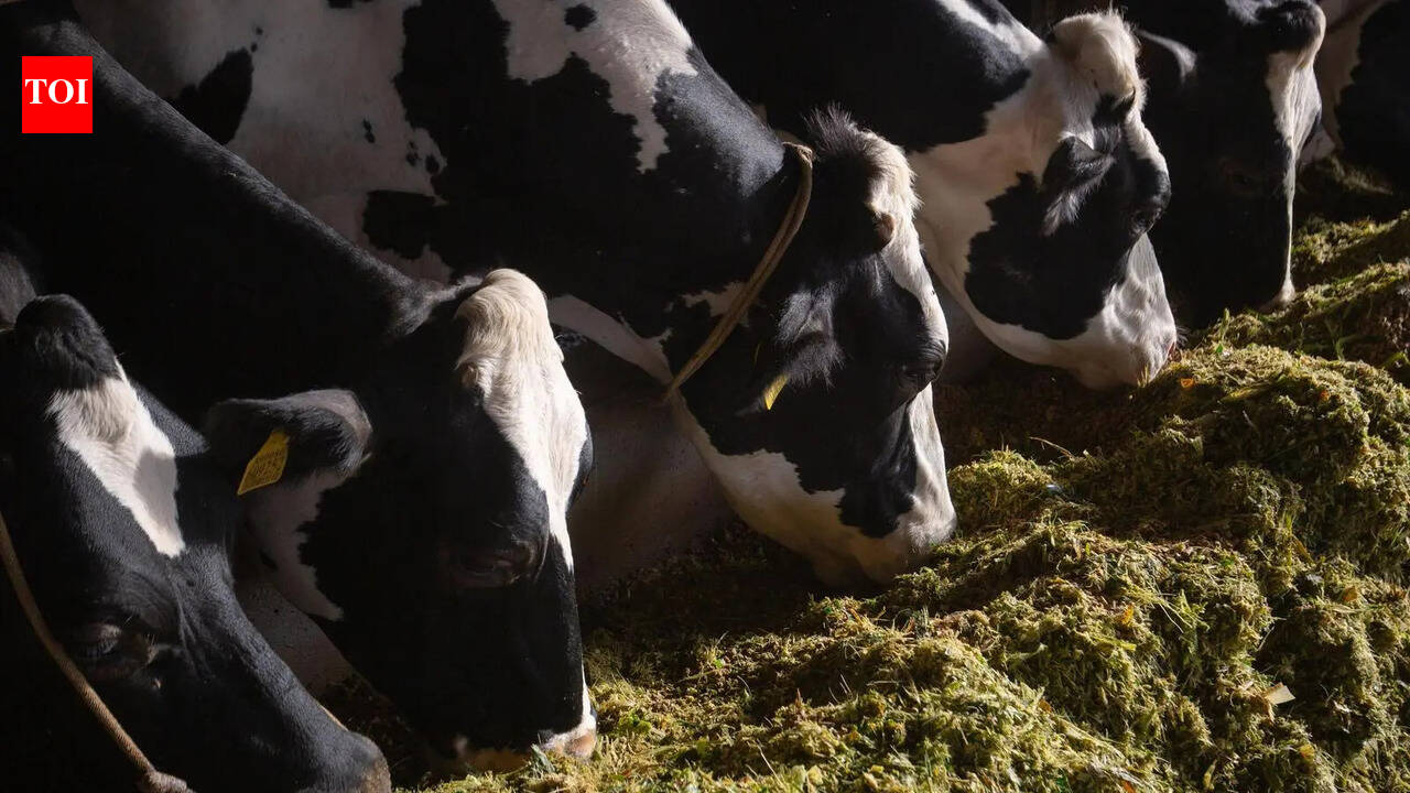 Punjab’s unripe maize finds a second life in dairy farms