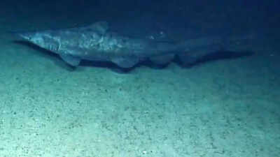 Rare goblin shark filmed alive in the wild for the first time, revealing secrets of a 125-million-year-old living fossil