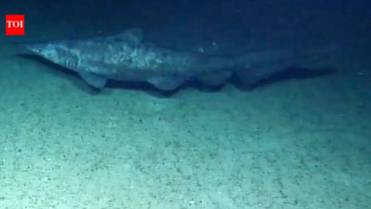 Rare goblin shark filmed alive in the wild for the first time, revealing secrets of a 125-million-year-old living fossil