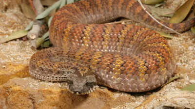  Physical traits, behavioural signs and what science says about one of Australia’s most dangerous ambush predators