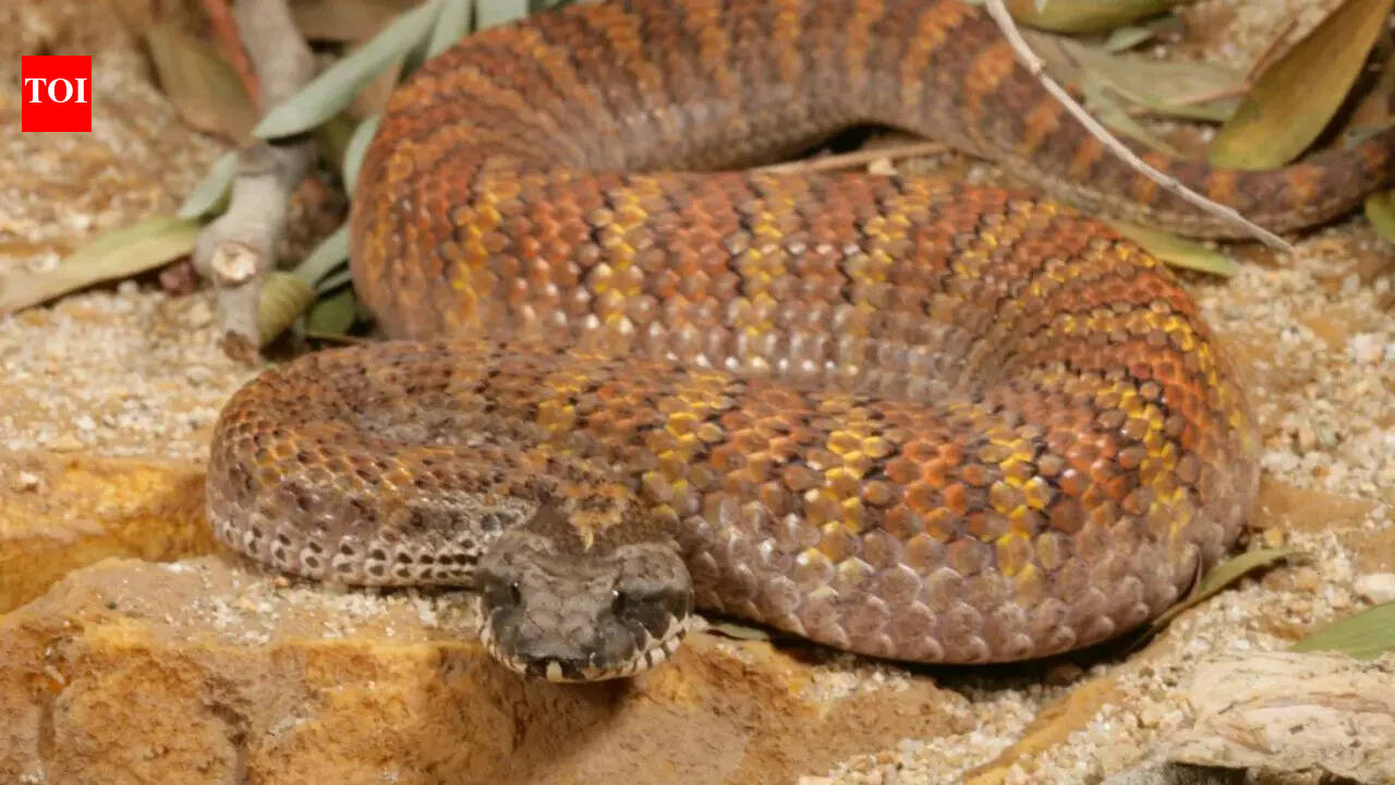 How to identify a death adder snake in the wild: Physical traits, behavioural signs and what science says about one of Australia’s most dangerous ambush predators