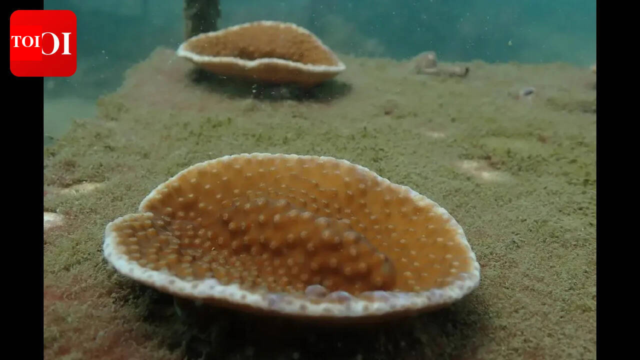 A gift to the ocean: How coral adoption is catching on in Goa