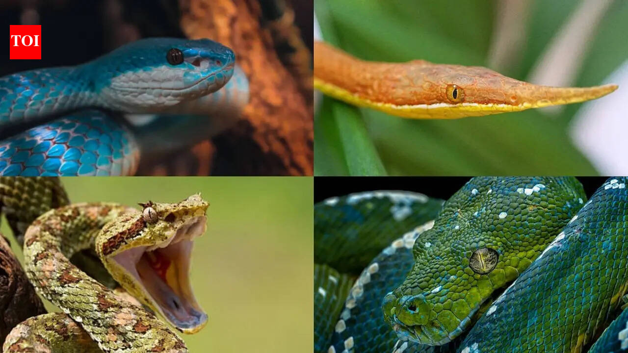 7 Snakes with incredible camouflage skills that can almost disappear ...