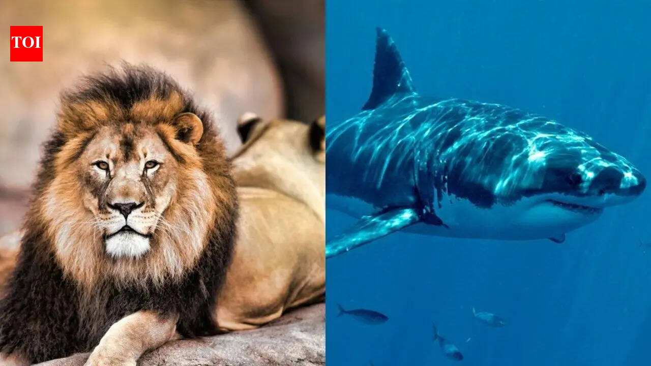 The world’s deadliest animals aren’t sharks or lions: The list may surprise you