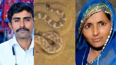 After killing snake inside home, Rajasthan couple die in sleep due to snakebite; 4-year-old son critical