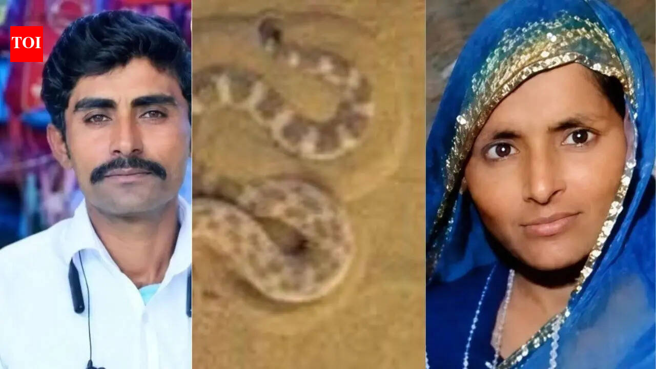 After killing snake inside home, Rajasthan couple die in sleep due to snakebite; 4-year-old son critical