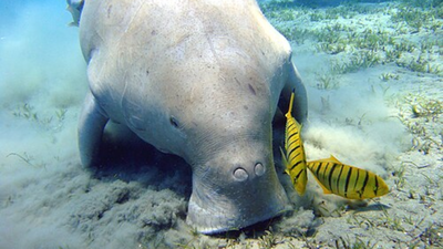 How sea cows survived 50 million years while countless ocean giants vanished