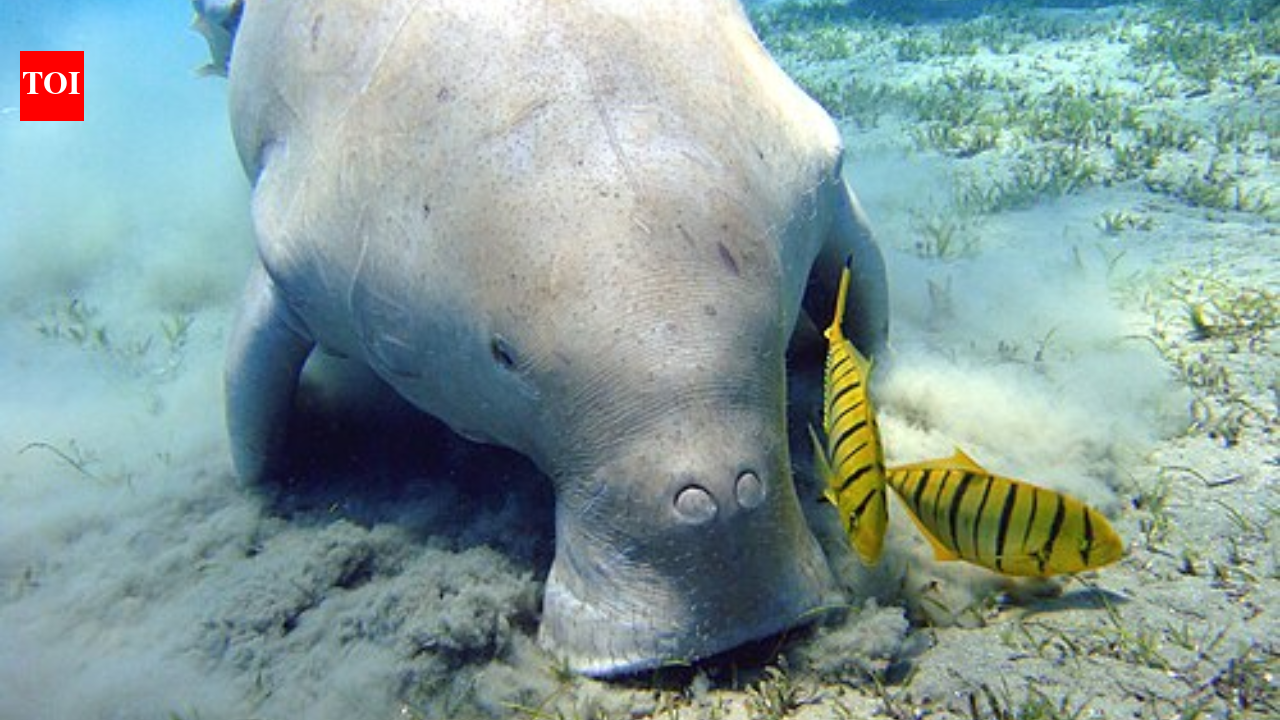 How sea cows survived 50 million years while countless ocean giants vanished
