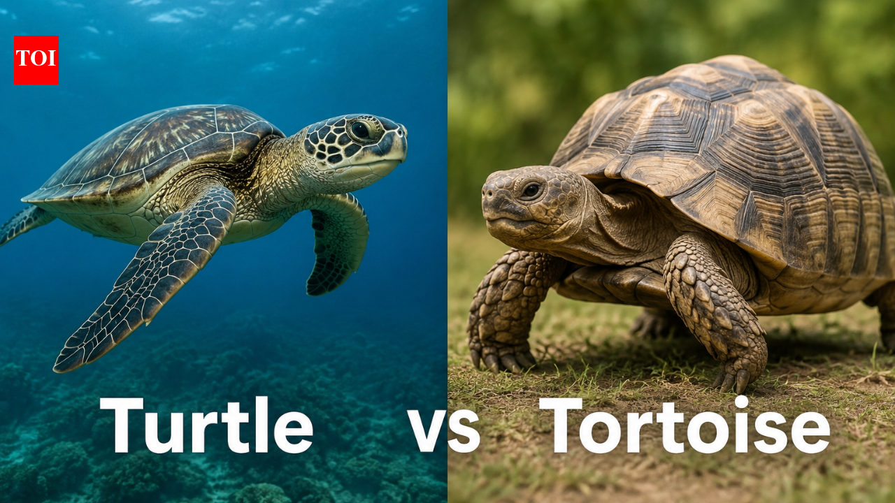 Turtle vs Tortoise: Why these similar-looking reptiles are so different; key differences explained