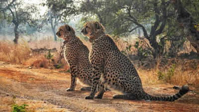 Who gets Kuno’s next cheetahs? MP & Gujarat reserves in race