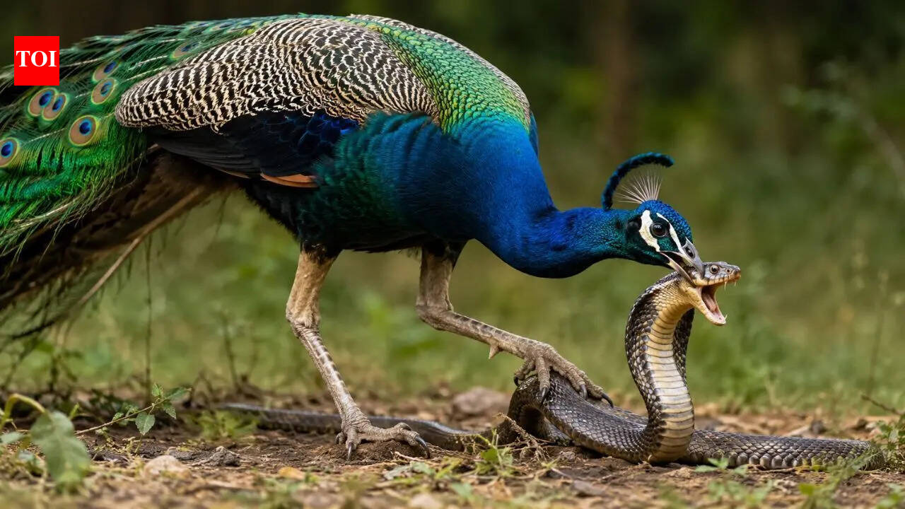 How peacocks kill and eat venomous snakes without dying: What scientists discovered about their survival strategy