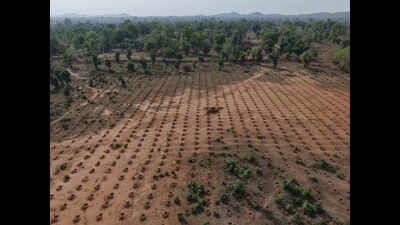 Palamu village withdraws cultivation from 7 acres of forest land, makes way for nursery