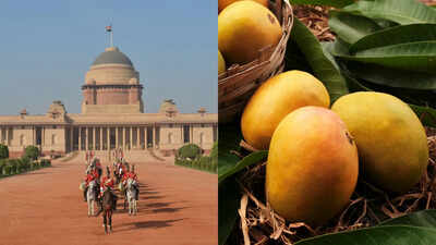 Why are Bhagalpur's Jardalu Mangoes presented to the President of India almost every year