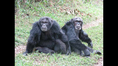 Why Uganda’s chimpanzee ‘civil war’ has shocked scientists
